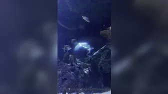 verasmirnovavip onlyfans Curvy slut caresses pussy through panties