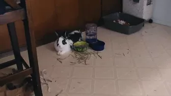 connerjay Hot babe striptease dances