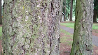 Embersnow onlyfans  huge pussy pissing