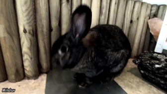 BunnyBlonde Моя киска и очко делают МОЛОЧНЫЙ ШЕЙК (молочная клизма внутри дыр)