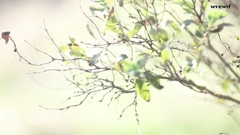 Cherry Grace_Lovers In The Woods - Outdoor Sex