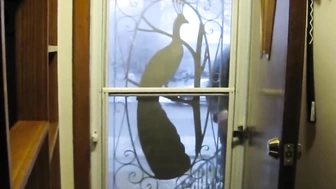 vl_720P_1231.0k_26200602