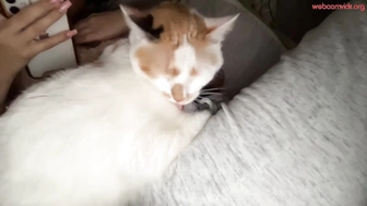 babygabii__21022023_1942_female_chaturbate_2