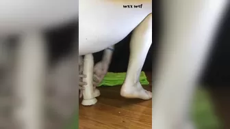 HUGE LOUD ORGASM Hot  Slut Rides Giant Dildo with Dirty Soles and Toes._The Kowardly Kitten_1080p