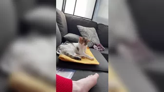 ellahollywood blissful nipple flows from excitement