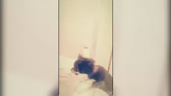 elenakoshkaxoxo Vicious slut