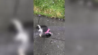 elenakoshkaxoxo matchless chick spins elastic booty