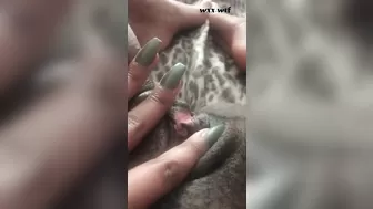 Playing with my Kitty. TRIMMED_MochaLaMulata_1080p