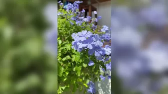 sofie_sofie crazy chick caresses sex lips