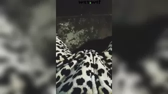 Transgirl Playing with her Clit¡¡¡_The Rican Doll_720p